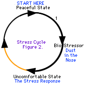 Niektóre cykle stresu są łatwiejsze do przejścia niż inne